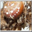 Araneus quadratus - Vierfleck-Kreuzspinne w04.jpg